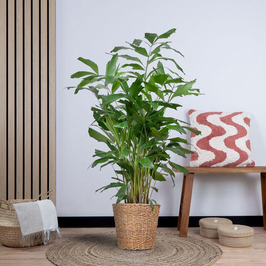 Caryota Mitis XL met mand Noah (130cm - Ø24) Plant Greenify