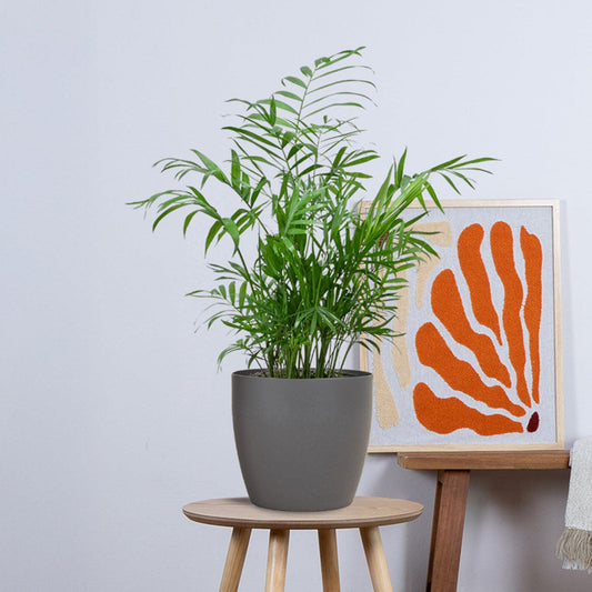 Chamadorea Elegans met pot (55cm - Ø17) Plant Greenify
