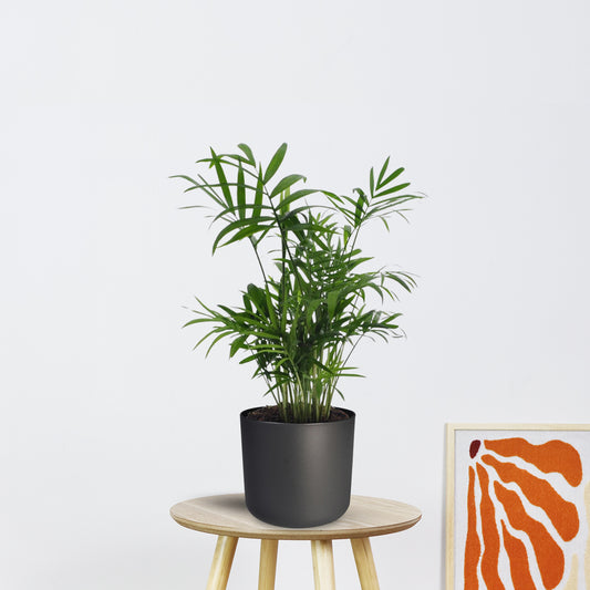 Chamaedorea Elegans - Mexicaanse Bergpalm zonder pot (40cm - Ø12cm)