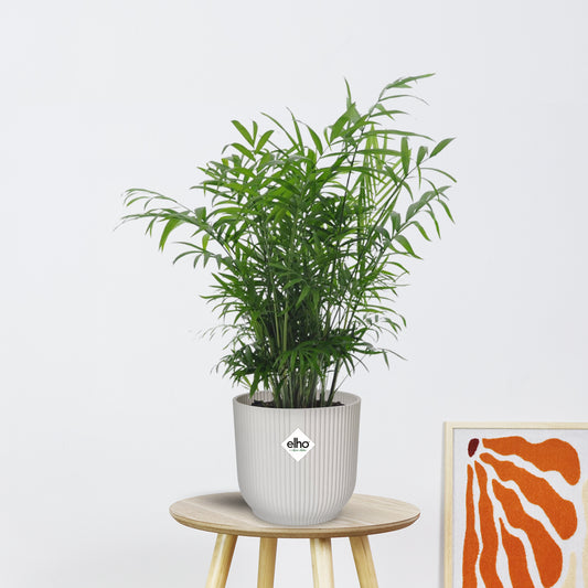 Chamaedorea Elegans zonder pot (50cm - Ø17cm)