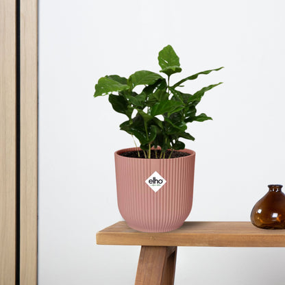 Coffea Arabica in ELHO Vibes Fold 14cm