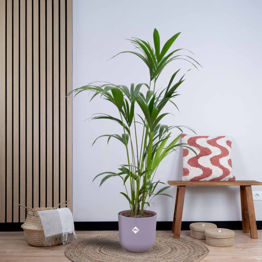 Combi deal - Kentia palm inclusief elho Jazz Round (160 cm - Ø26) Plant Greenify