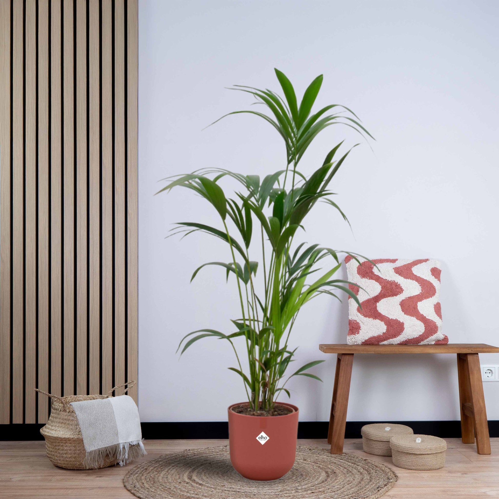 Combi deal - Kentia palm inclusief elho Jazz Round (160 cm - Ø26) Plant Greenify