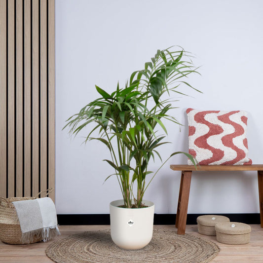 Combi deal - Kentia palm inclusief elho Jazz Round wit (130 cm - Ø26) Plant Greenify