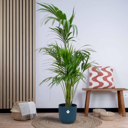 Combi deal - Kentia palm inclusief elho Vibes Fold Round (180 cm - Ø30) Plant Greenify