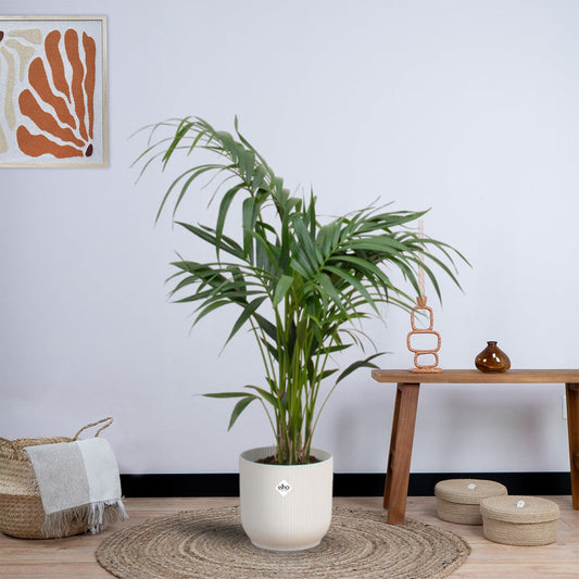 Combi deal - Kentia palm inclusief elho Vibes Fold Round (130 cm - Ø25) Plant Greenify