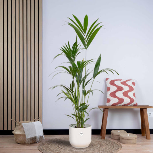 Combi deal - Kentia palm inclusief elho Vibes Fold Round wit (160 cm - Ø30) Plant Greenify