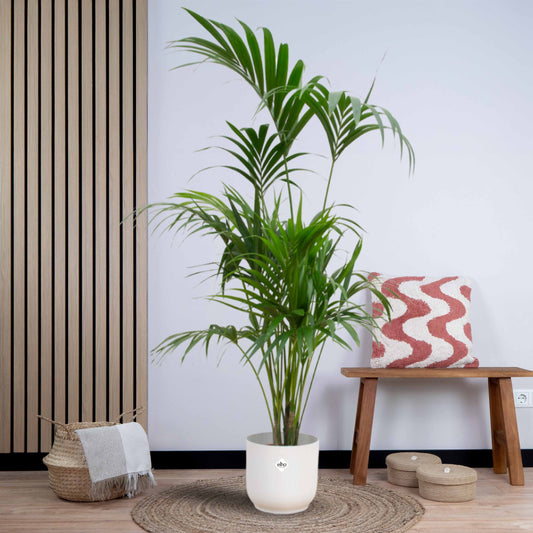 Combi deal - Kentia palm inclusief elho Vibes Fold Round (180 cm - Ø30) Plant Greenify