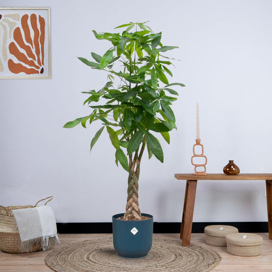 Combi deal - Pachira Aquatica inclusief elho Vibes Fold Round (150 cm - Ø30) Plant Greenify