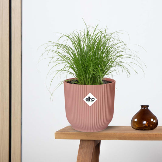 Cyperus Alternifolius Zumula in ELHO Vibes Fold 14cm