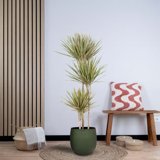 Dracaena Bicolor (150 cm - ø24)
