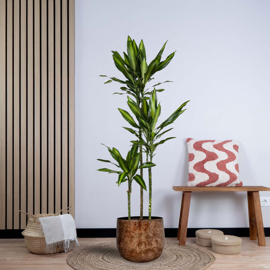 Dracaena Cintho (160 cm - ø24)