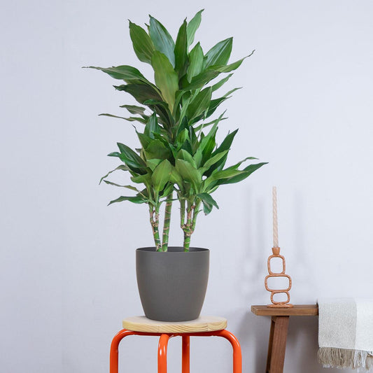 Dracaena Janet Lindt met pot (95cm - Ø21) Plant Greenify