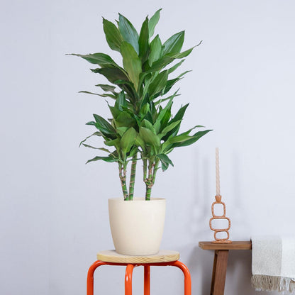 Dracaena Janet Lindt met pot (95cm - Ø21) Plant Greenify