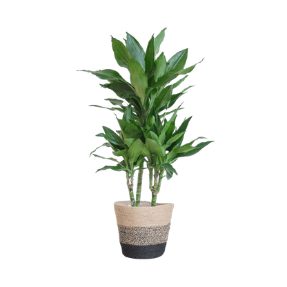 Dracaena Janet Lindt met pot (95cm - Ø21) Plant Greenify