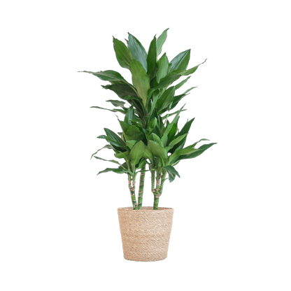 Dracaena Janet Lindt met pot (95cm - Ø21) Plant Greenify