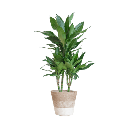 Dracaena Janet Lindt met pot (95cm - Ø21) Plant Greenify