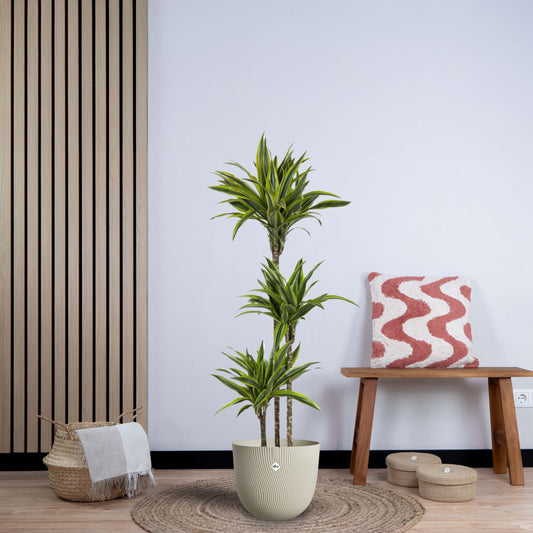 Dracaena Lemon Lime (140 cm - ø24)