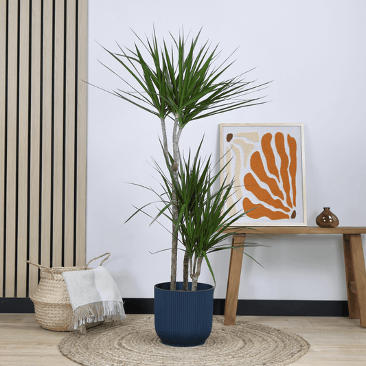 Dracaena Marginata Plant Greenify