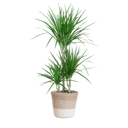 Dracaena Marginata met pot (95cm - Ø21) Plant Greenify