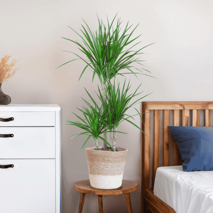 Dracaena Marginata met pot (95cm - Ø21) Plant Greenify