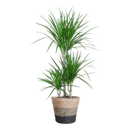 Dracaena Marginata met pot (95cm - Ø21) Plant Greenify