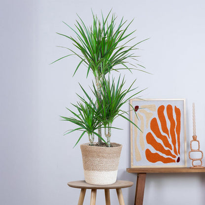 Dracaena Marginata met pot (95cm - Ø21) Plant Greenify