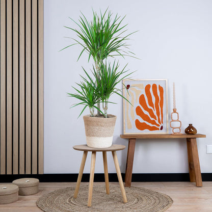 Dracaena Marginata met pot (95cm - Ø21) Plant Greenify
