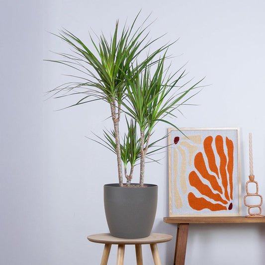 Dracaena Marginata met pot (95cm - Ø21) Plant Greenify