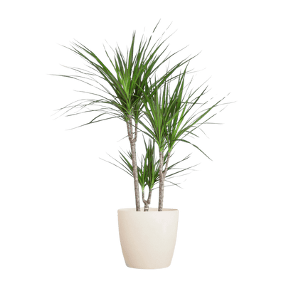 Dracaena Marginata met pot (95cm - Ø21) Plant Greenify