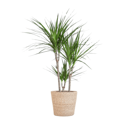 Dracaena Marginata met pot (95cm - Ø21) Plant Greenify