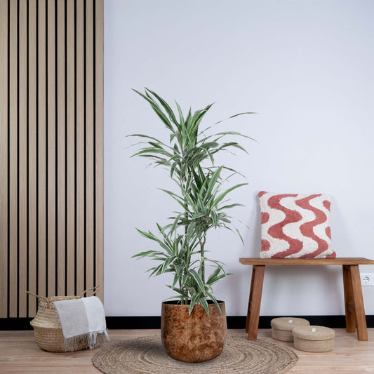 Dracaena Warneckei (145 cm - ø24)