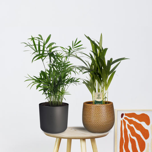 1x Dypsis Lutescens - 1x Chamadorea zonder pot (40cm - Ø12cm)