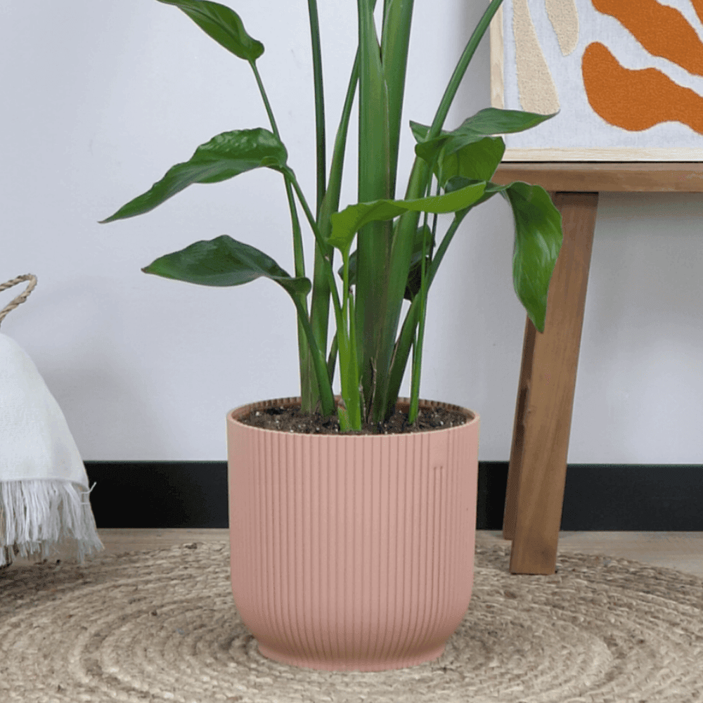 Combi deal - Strelitzia Nicolai inclusief elho Vibes Fold Round (180 cm - Ø30) Plant Greenify