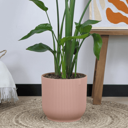 Combi deal - Bananenplant (Musa) inclusief elho Vibes Fold Round (100 cm - Ø22) Plant Greenify