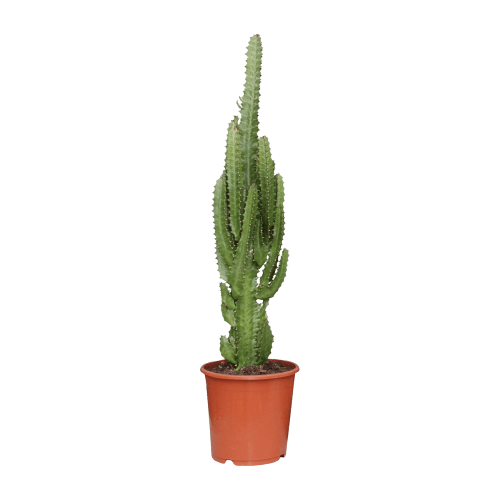 Euphorbia Trigona (Ø17cm - 70cm) Plant Greenify