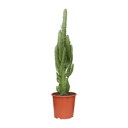 Euphorbia Trigona (Ø17cm - 70cm) Plant Greenify