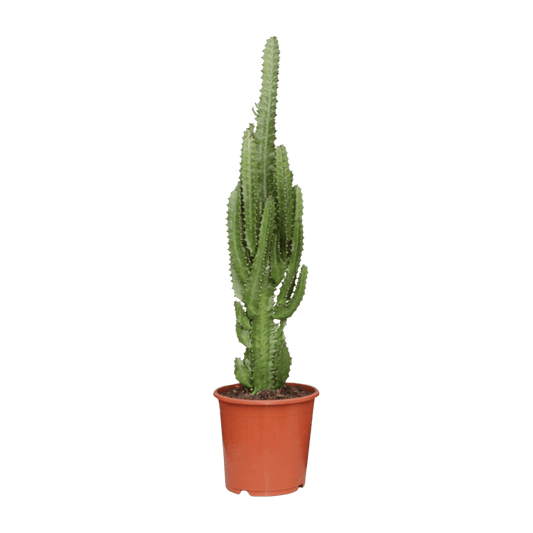 Euphorbia Trigona (Ø17cm - 70cm) Plant Greenify