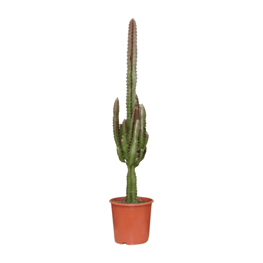 Euphorbia Trigona Rubra (Ø17cm - 70cm) Plant Greenify