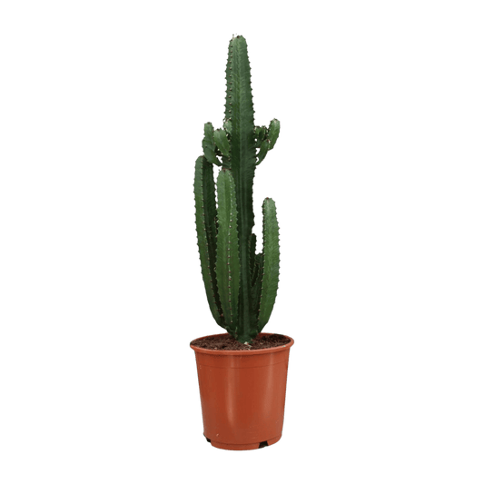 Euphorbia Trigona Rubra (Ø24cm - 90cm) Plant Greenify
