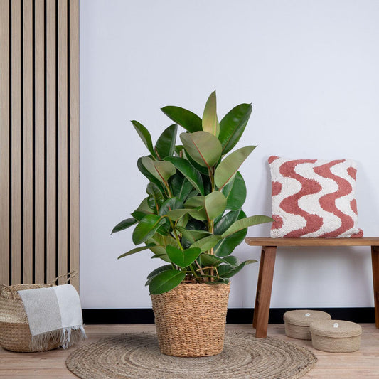 Ficus Elastica Robusta XL met mand Noah (90cm - Ø27) Plant Greenify