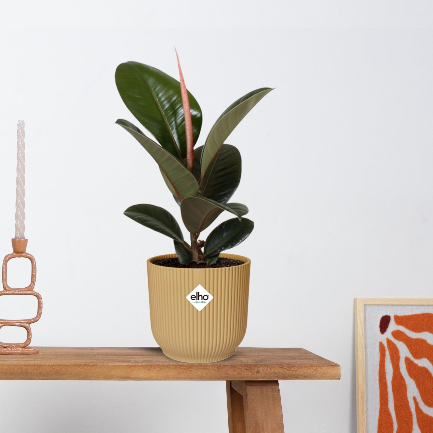 Ficus Elastica ‘Robusta’ in ELHO Vibes Fold 14cm