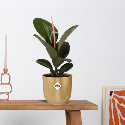 Ficus Elastica ‘Robusta’ in ELHO Vibes Fold 14cm