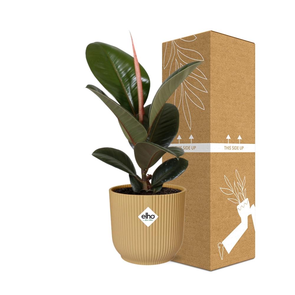 Ficus Elastica ‘Robusta’ in ELHO Vibes Fold 14cm