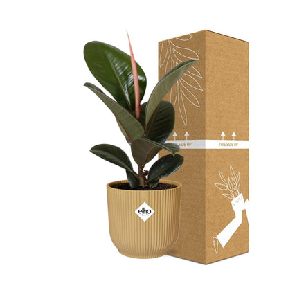 Ficus Elastica ‘Robusta’ in ELHO Vibes Fold 14cm
