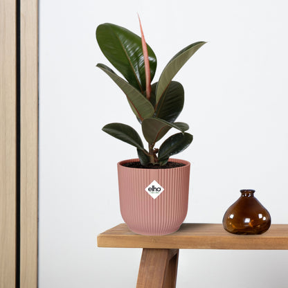 Ficus Elastica ‘Robusta’ in ELHO Vibes Fold 14cm
