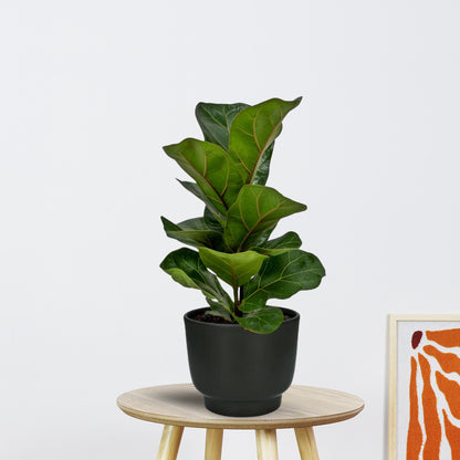 Ficus Lyrata in Pot (Zwart) |  Ø12cm - 30cm