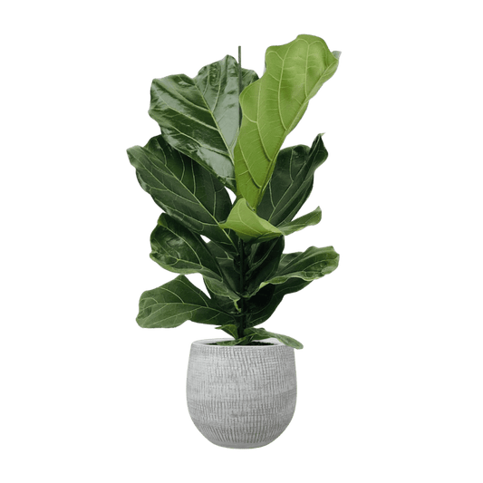 Ficus Lyrata met pot (75cm - Ø18cm) Plant Greenify