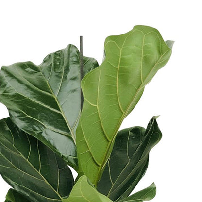 Ficus Lyrata in Pot (Zwart) |  Ø12cm - 30cm