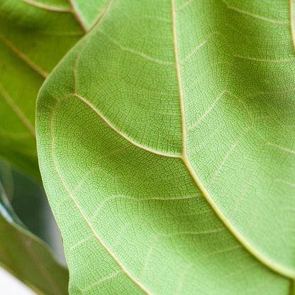 Ficus Lyrata in Pot (Zwart) |  Ø12cm - 30cm